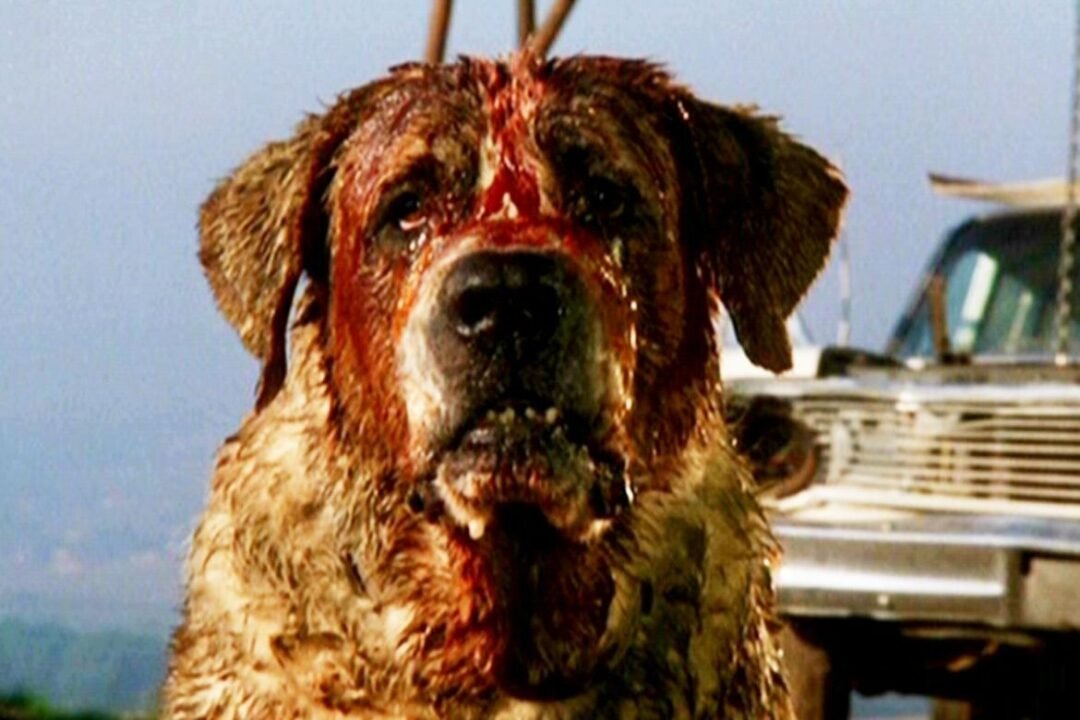 Filme Cujo deve ganhar reboot